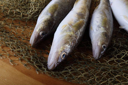 Saffron cod on netの写真素材