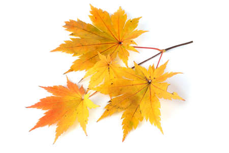 Autumn maple leavesの写真素材