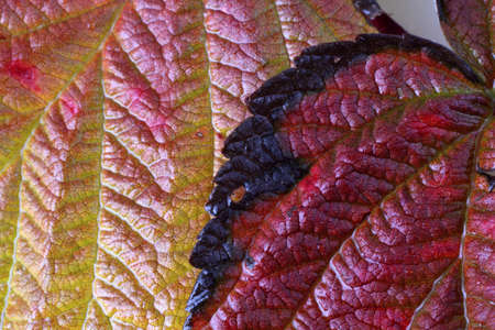 Autumn raspberry leavesの写真素材
