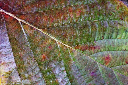 Multicolor autumn leaf background
