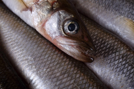 Smelt fishes on net. Pacific smelt variety