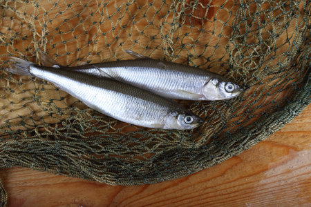 Smelt fishes on net. Pacific smelt fish variety