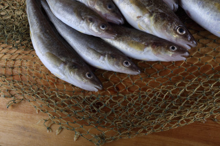 Saffron cod on net