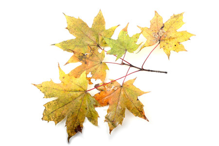 Autumn maple leaves