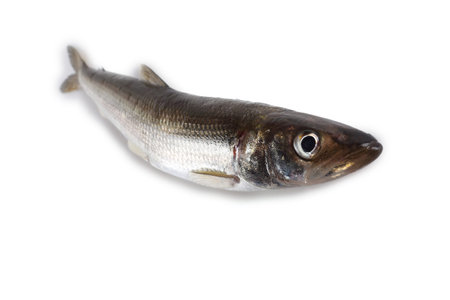 Smelt fish. Biggest Pacific smelt variety