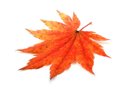 Autumn maple leafの写真素材