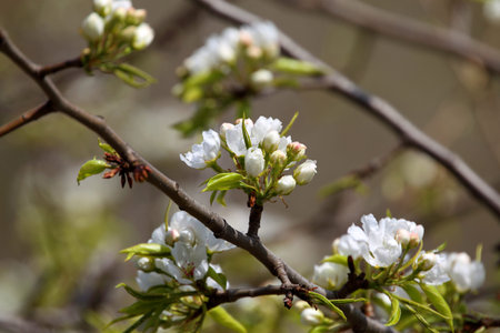 Pear blossom. Wild far eastern pear