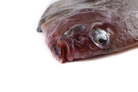 Korean flounder isolated on white