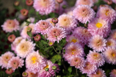 Yellow-pink chrysanthemums backgroundの写真素材
