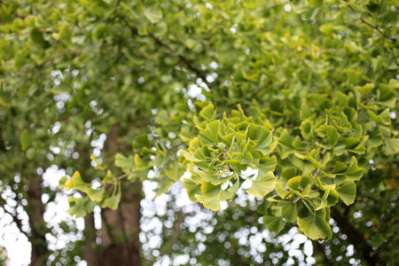 Ginkgo biloba tree