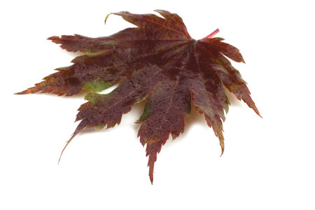 Beautiful autumn leaf
