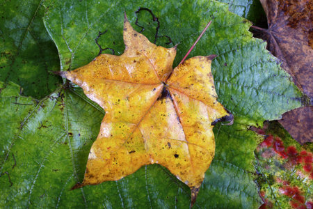 Autumn maple and grape leaves background