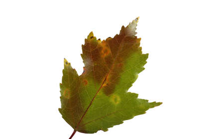 Beautiful autumn leafの写真素材