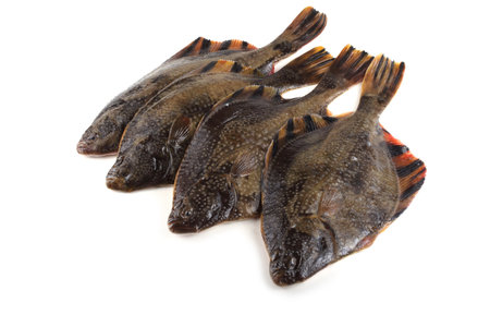 Marble flounder isolated on white