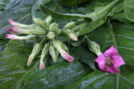 Tobacco leaves and flowers backgroundの写真素材