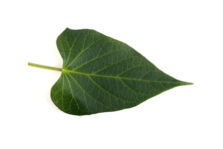 Sweet potato leaf