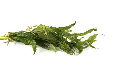 Nettle isolated on white