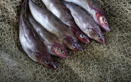 Saffron cod on net