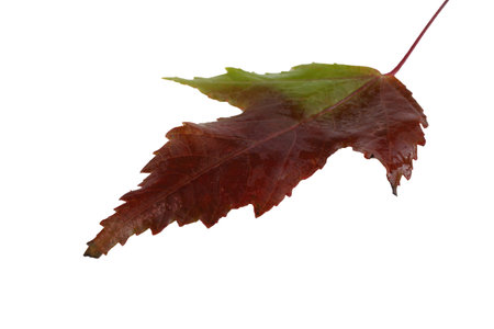 Beautiful autumn leaf
