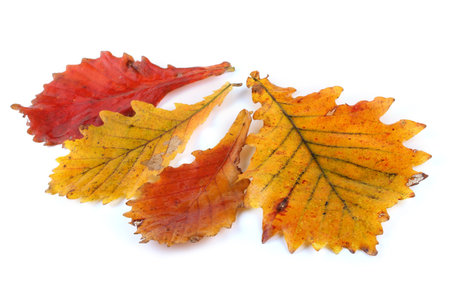Autumn oak leaves