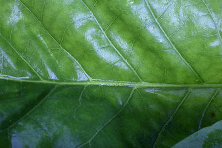 Tobacco leaf backgroundの写真素材