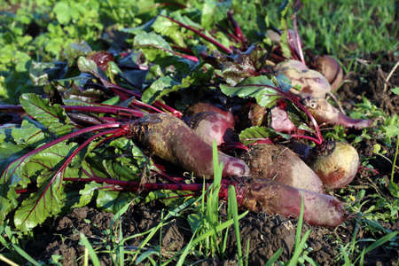 Beets harvest on field backgroundの写真素材