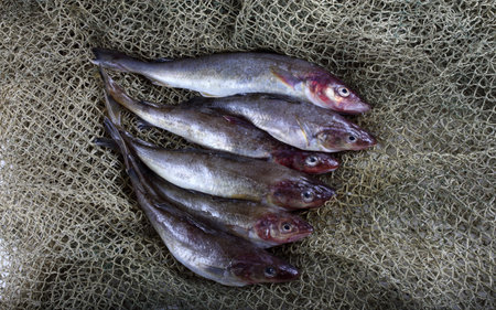 Saffron cod on net