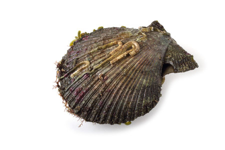Wild scallop isolated on white