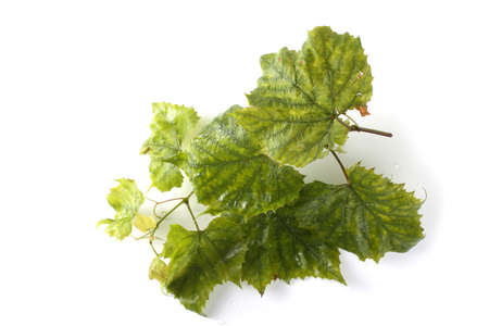 Autumn grape leavesの写真素材