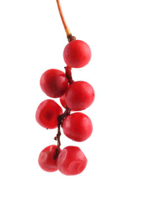 Schisandra Chinensis isolated on whiteの写真素材