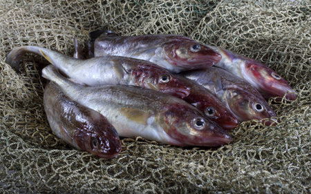 Saffron cod on net