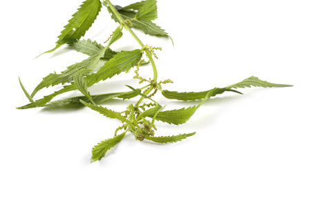 Nettle isolated on white
