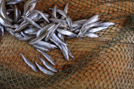 Smelt fishes on net (Pacific little smelt)の写真素材