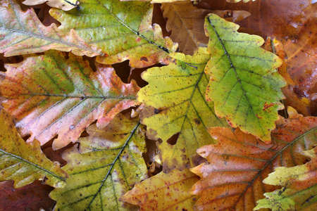Autumn oak leaves backgroundの写真素材
