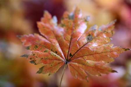 Autumn maple leaf and unfocused fallen leaves background. Abstract