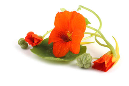 Nasturtiums isolated on whiteの写真素材