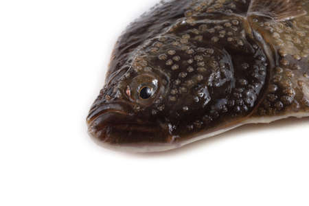 Marble flounder isolated on whiteの写真素材