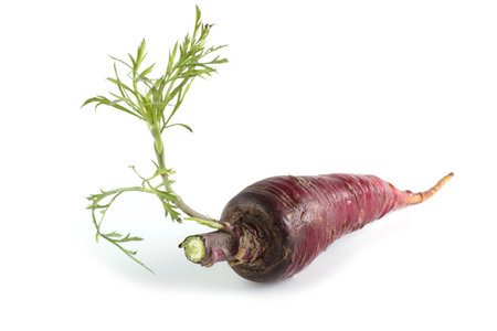 Violet carrot and leaves