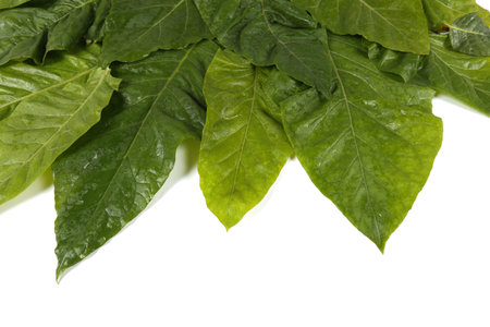 Tobacco leaves isolated on white