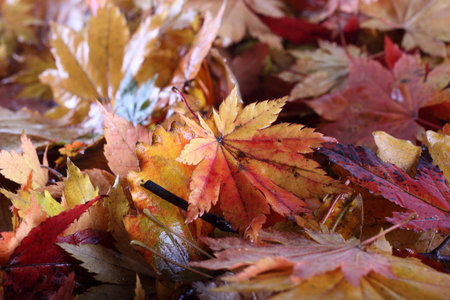 Autumn maple leaves background