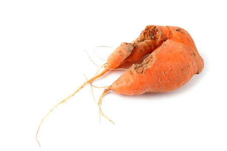 Funny ugly carrotの写真素材