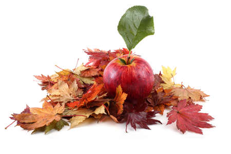 Apple and autumn leaves on white backgroundの写真素材