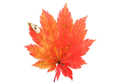 Beautiful autumn leaf on white background