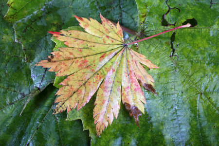 Autumn maple and grape leaves background