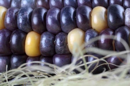 Colorful corn close upの写真素材