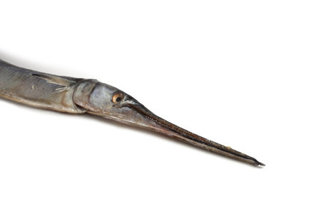 Garfish isolated on whiteの写真素材