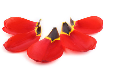 Tulip petals isolated on white