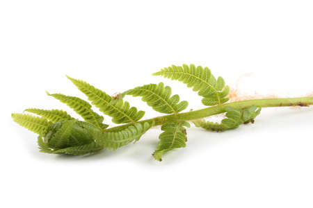 Fern sprouts on white background.の写真素材