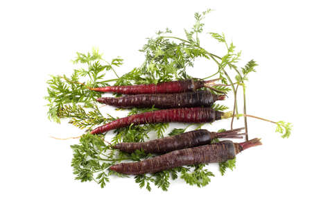Violet carrots and leavesの写真素材