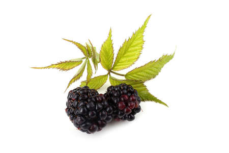 Blackberry and leavesの写真素材